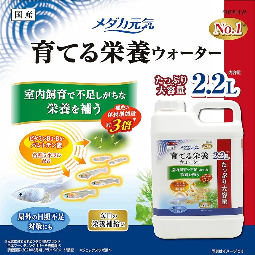 メダカ様！！ 無選別 ミッドナイトフリル体外光メダカ 稚魚(5匹) | チャーム